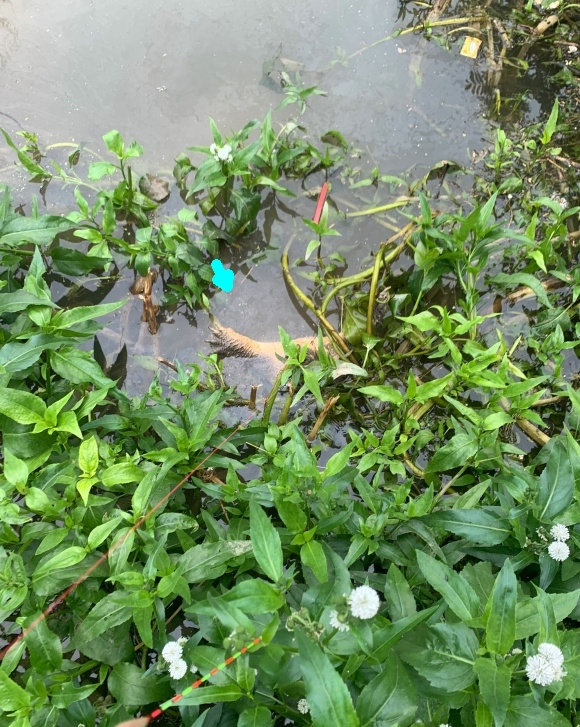 浙江釣友釣起未知水族，因未帶抄網拉不起來，就看到兩隻爪子