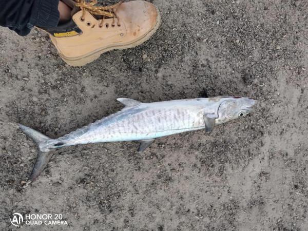 最近這些天都魚獲