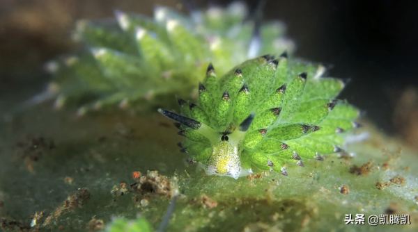 生活在海底的小羊肖恩，是可以進行光合作用的“羊”