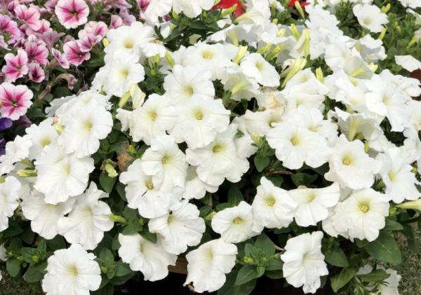 想在家賞牽牛，試試矮牽牛，盆栽簡單花樣多