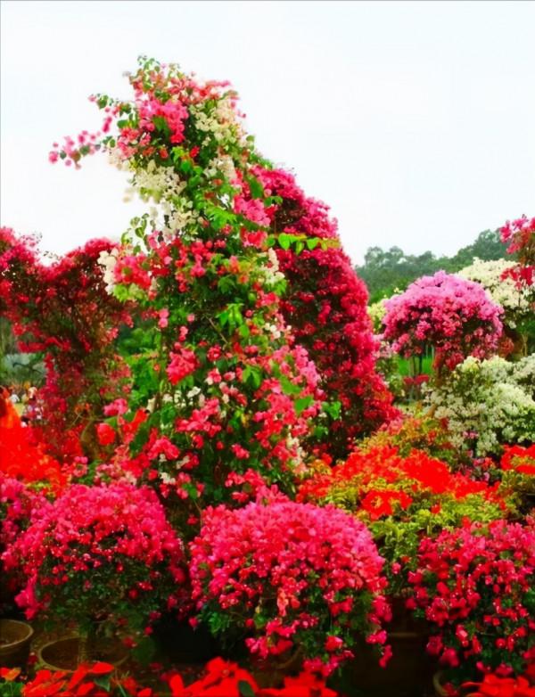 6種&OpenCurlyDoubleQuote;潛力花&rdquo;，小苗不起眼，養成老樁漂亮&OpenCurlyDoubleQuote;精貴&rdquo;，越養越值錢