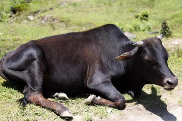 莫言:人一旦失去制約,必定變得虛偽又醜陋,繼而胡作非為 莫言:人一旦失去制約,必定變得虛偽又醜陋,繼而胡作非為
