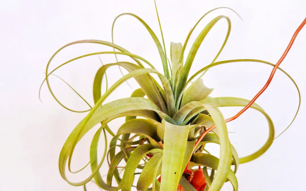 空氣鳳梨欣賞 | 一篇圖文讓你愛上柔婷和羅蘭