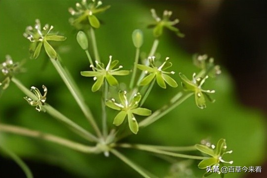 68種可食用的藥用植物，開的花好看，能吃，還養生（三）