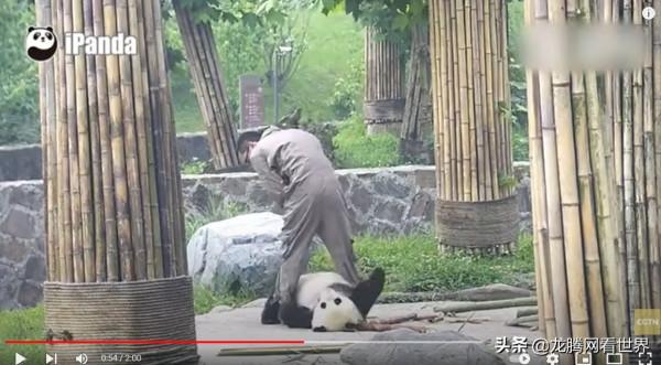 「龍騰網」CGTN獲贊最多的影片:頑皮的大熊貓不讓飼養員走 「龍騰網」CGTN獲贊最多的影片:頑皮的大熊貓不讓飼養員走