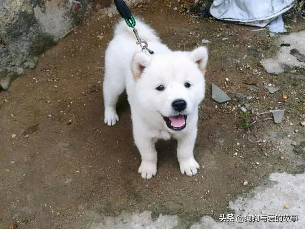 發財了!花了三十五買回的白色土狗,朋友見後說值兩千 發財了!花了三十五買回的白色土狗,朋友見後說值兩千
