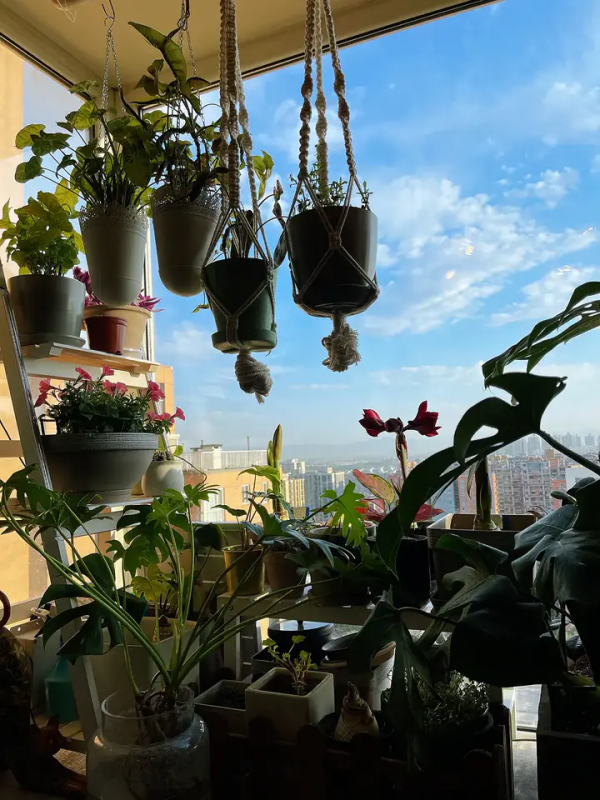 家裡有片雨林是什麼樣的體驗？帶你走進我的室內花園