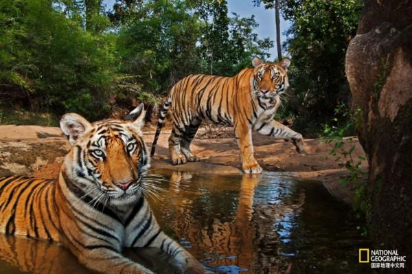 老虎不能經常洗，會掉色&lpar;shǎi&rpar;