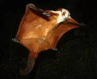 這種小動物,你見過嗎? 這種小動物,你見過嗎?