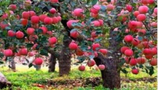 相愛的兩個知青,一個回城一個留在了農村,後來怎樣 相愛的兩個知青,一個回城一個留在了農村,後來怎樣