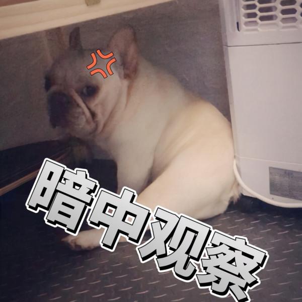 為什麼越來越少人養法鬥？網友：養了就想換狗了