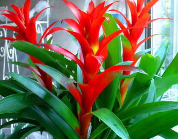 九種“耐陰花”,有點散光就能長,放在家裡“超有範” 九種“耐陰花”,有點散光就能長,放在家裡“超有範”