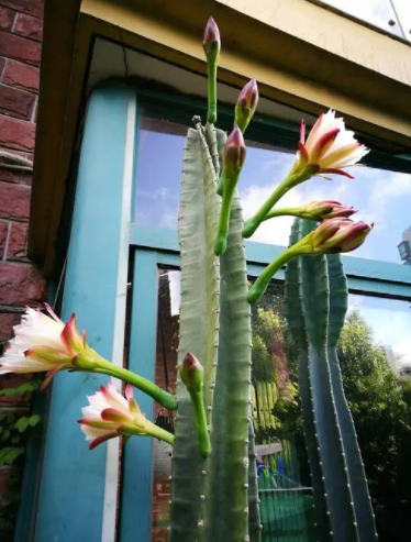 不喜歡小型花草，那就養9種&OpenCurlyDoubleQuote;大盆花&rdquo;，名字霸氣，好養寓意好