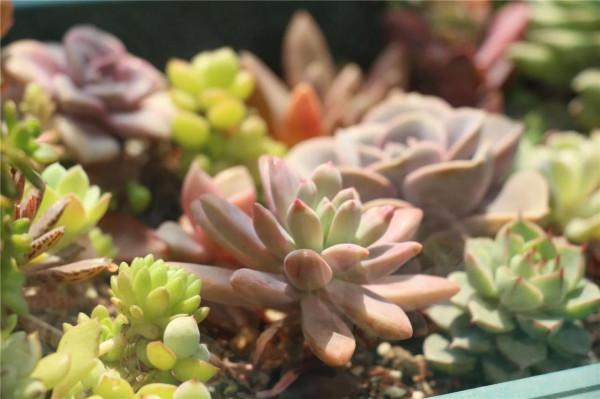 神奇的大自然之多肉植物！竟然很多都沒見過！太神奇了！（下）