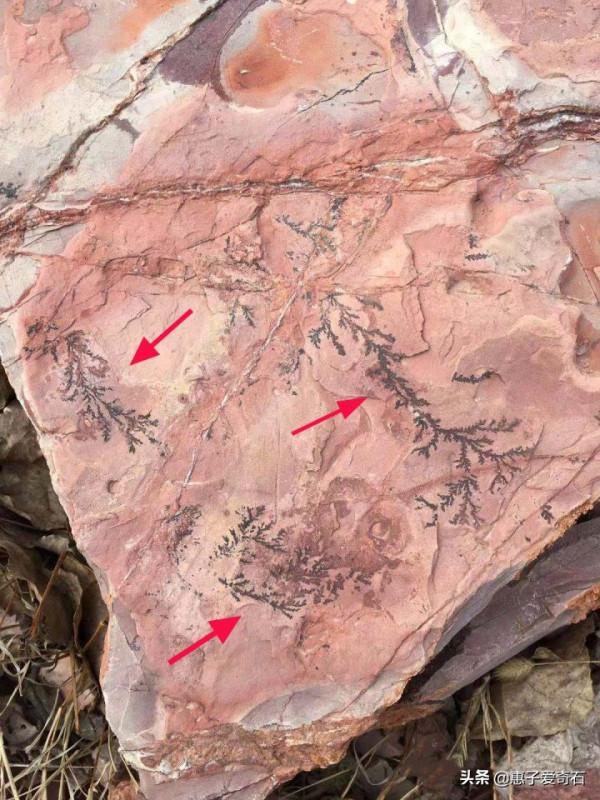 最貴的化石拍出2&period;16億，但有些&OpenCurlyDoubleQuote;化石&rdquo;並非化石