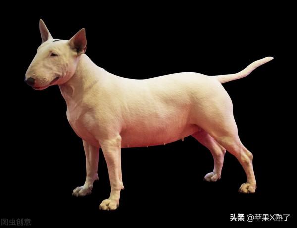 世界十大猛犬排名