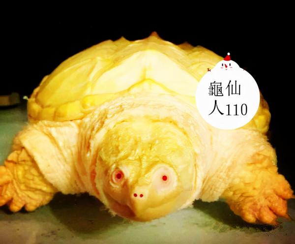 世界最漂亮的白化動物。你覺得漂亮嗎？