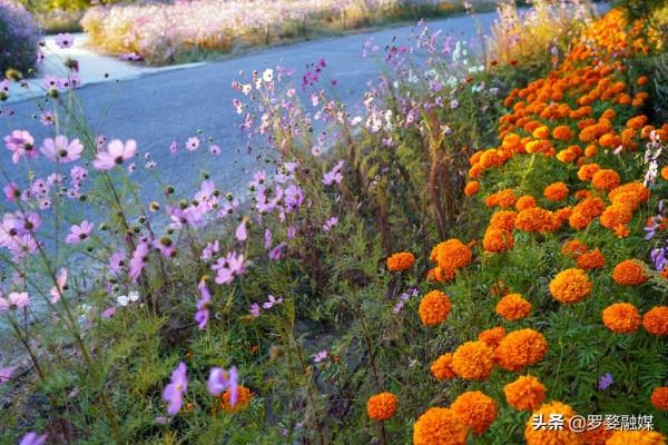 武定己衣打造“最美鄉村公路”