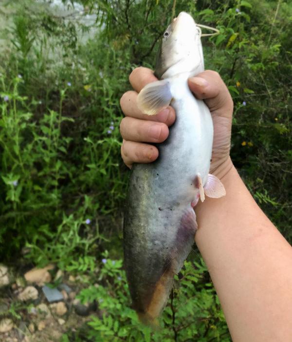 西江80斤鯰魚王被人釣起!幾乎與人等高,網友:應該放生 西江80斤鯰魚王被人釣起!幾乎與人等高,網友:應該放生