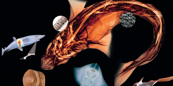 奇妙的魚類進化雜談