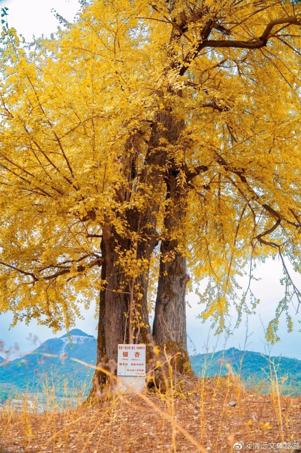 《廣東銀杏·不完全打卡地圖》，去過才算真正過完了秋天