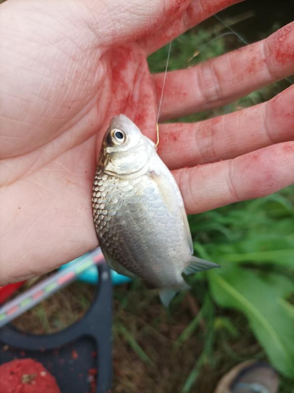 沒有大板鯽，結果被當做免費的供血泵