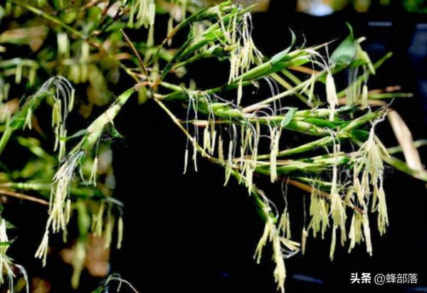 “竹子開花,馬上搬家”有啥寓意?不搬家會怎樣?3方面帶你瞭解 “竹子開花,馬上搬家”有啥寓意?不搬家會怎樣?3方面帶你瞭解