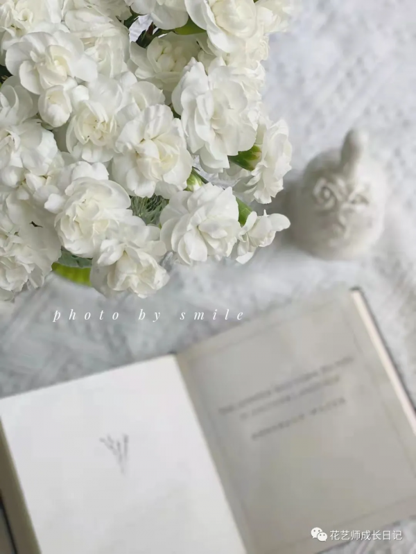 每日一花 | 茉莉多丁，明明是康乃馨，卻開成茉莉花~vol.28