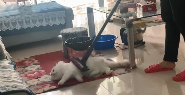 老媽為防止貓咪掉毛，拿出吸塵器對喵一陣猛吸：這下不會掉毛了吧