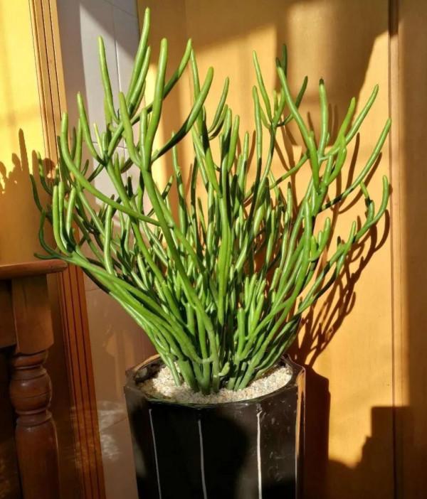 超萌多肉植物“光棍樹”有毒嗎？能養家裡嗎？種植需要注意什麼？
