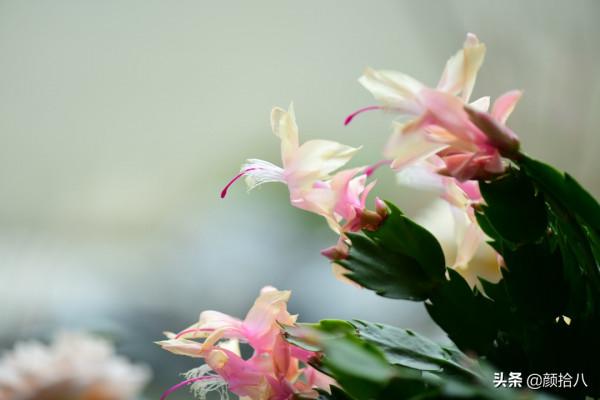 萬物起始，立春暖陽下，等待花園甦醒 &vert; 園丁