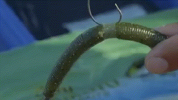 五花八門的軟蟲釣組，你知道高手們都是怎麼用的嗎？