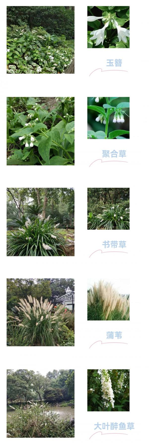 秋花也爛漫！當下的中山公園美極了