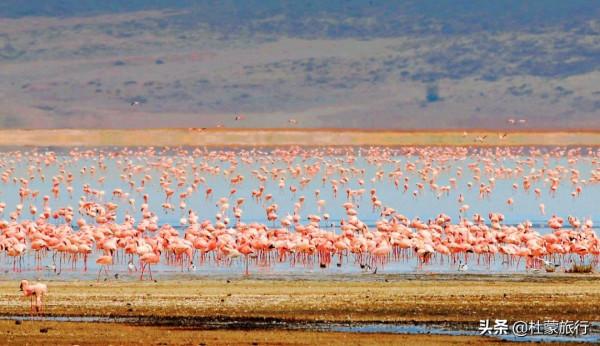 從外交官到“中國獅子王”，他深入非洲14年，只為解鎖這些秘密