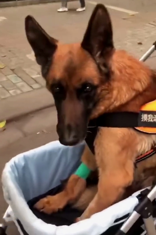 它是汶川地震中戰功卓越的搜救犬,十四歲時走完了自己傳奇的一生 它是汶川地震中戰功卓越的搜救犬,十四歲時走完了自己傳奇的一生