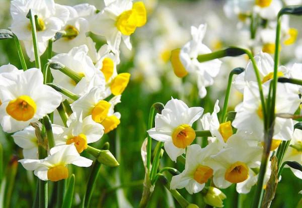 適合冬季養的“3種花”，天天有花可看，越冷花越豔、吉祥又美麗