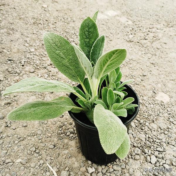 手感柔軟的葉片惹人憐愛——綿毛水蘇