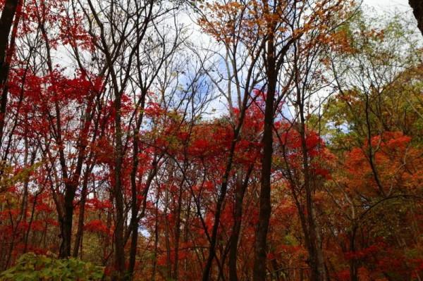 遼寧清原筐子溝楓葉正紅