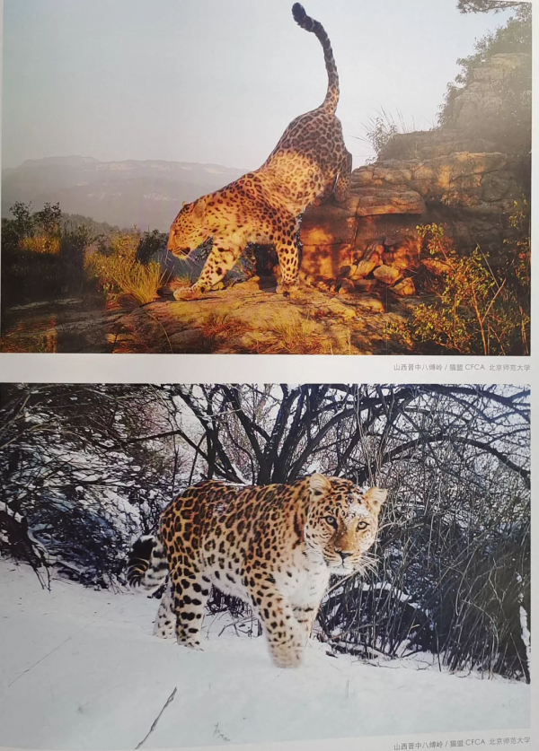 貓科動物和犬科動物PK，誰會更勝一籌？