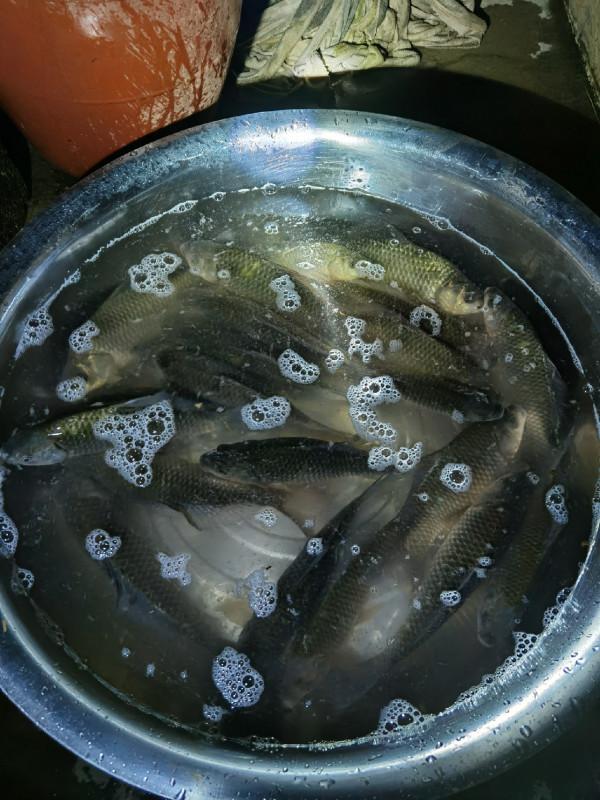 官莊水庫野釣爆護之旅,看看大師如何使用者實踐來證明 官莊水庫野釣爆護之旅,看看大師如何使用者實踐來證明