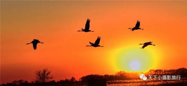 齊齊合爾的鶴群