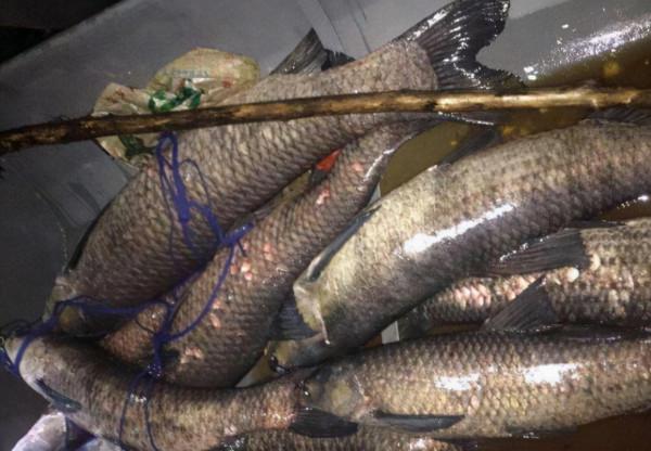 體大味美,備受釣友青睞的青魚,為何卻被稱為“索命魚”? 體大味美,備受釣友青睞的青魚,為何卻被稱為“索命魚”?