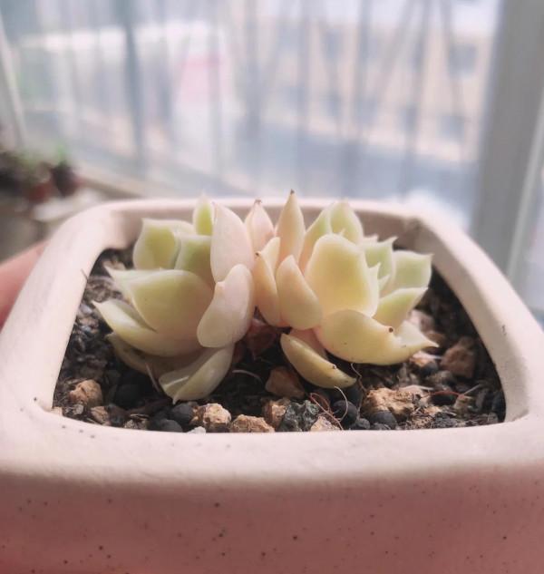 肉肉小白的苦惱