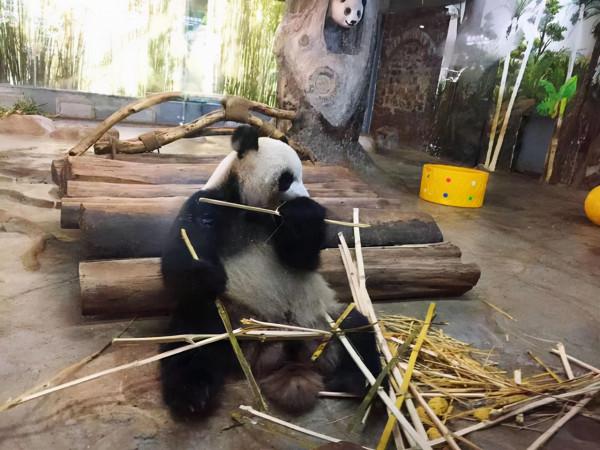 海南熱帶野生動物園好不好玩?需要注意哪些?看去過的人怎麼說? 海南熱帶野生動物園好不好玩?需要注意哪些?看去過的人怎麼說?