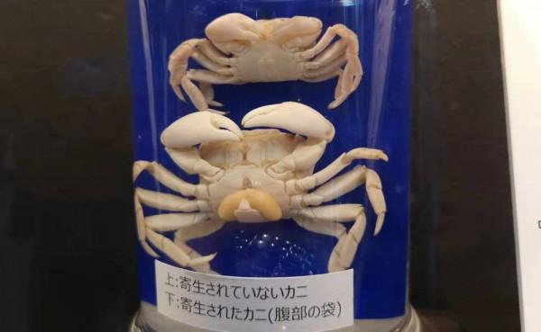 去過這些怪奇博物館,才知道人類的好奇有多值錢 去過這些怪奇博物館,才知道人類的好奇有多值錢