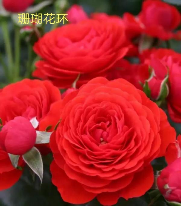 德國科德斯又一系列——花環系列月季 德國科德斯又一系列——花環系列月季