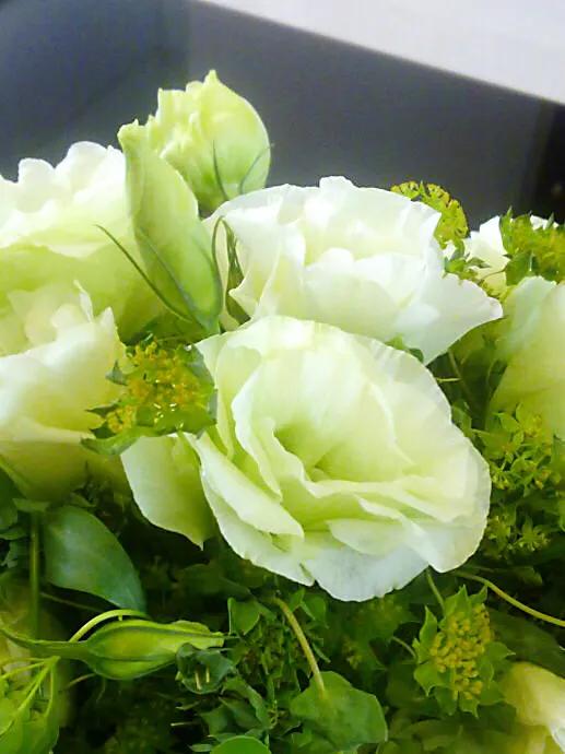 五彩斑斕洋桔梗花 五彩斑斕洋桔梗花