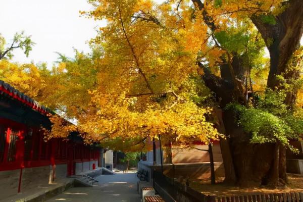 北京一“低調”古剎,寺內有遼代千年銀杏,門票20公交直達 北京一“低調”古剎,寺內有遼代千年銀杏,門票20公交直達