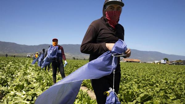 美國奴隸制重生?數百名工人在槍口下勞動,幾乎沒有食物和薪水 美國奴隸制重生?數百名工人在槍口下勞動,幾乎沒有食物和薪水