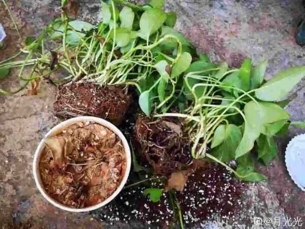 9種土別拿來養花，對花不好，容易黃葉爛根